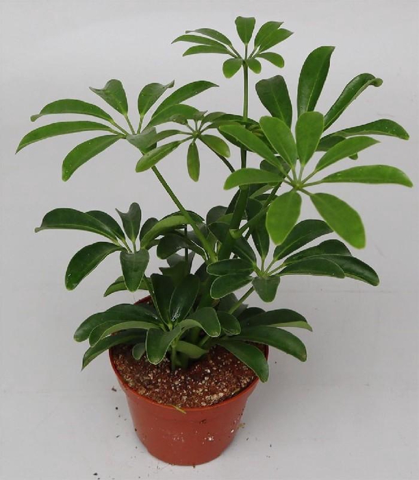 Schefflera Ar Overig toef Luseana