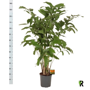 CARYOTA MITIS