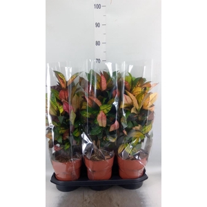 Codiaeum var. KL 'Mrs Iceton'