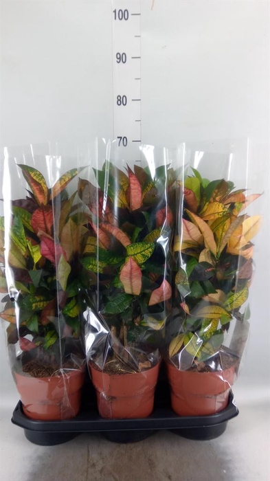 <h4>Codiaeum var. KL 'Mrs Iceton'</h4>