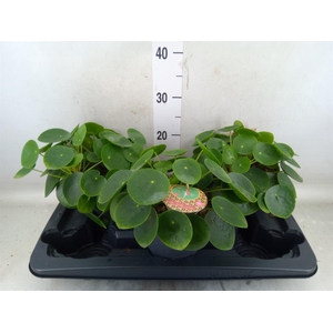 Pilea peperomioides