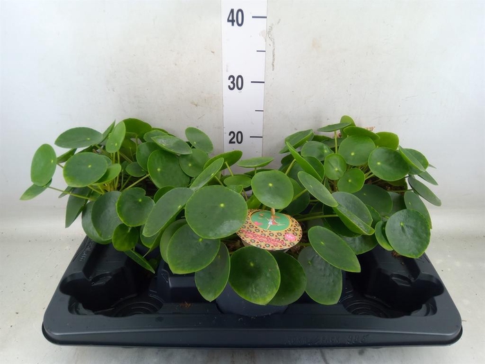<h4>Pilea peperomioides</h4>