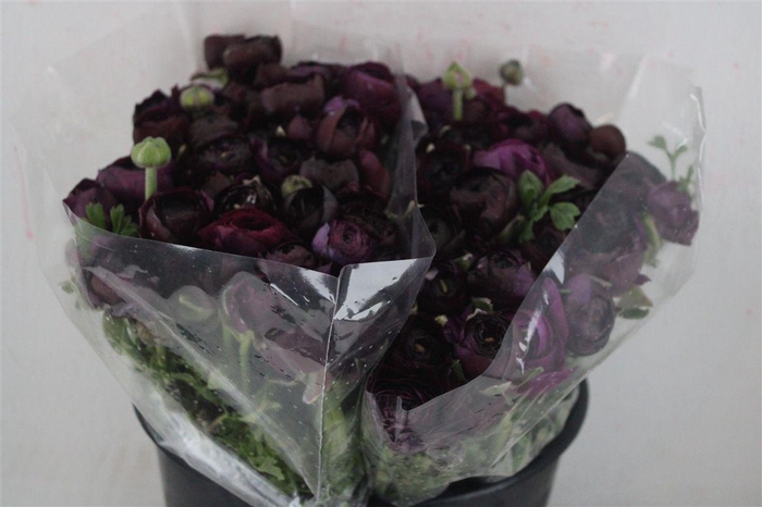 <h4>Ran Elegance Violet</h4>