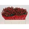 Hypericum Red Light Romance