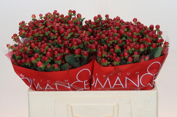 Hypericum Red Light Romance