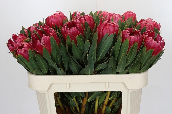 <h4>PROTEA BRENDA</h4>