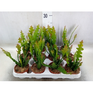 Epiphyllum anguliger