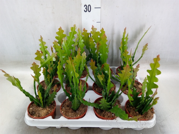 <h4>Epiphyllum anguliger</h4>