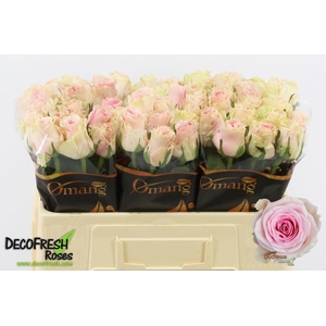 R Gr Duchesse Omang