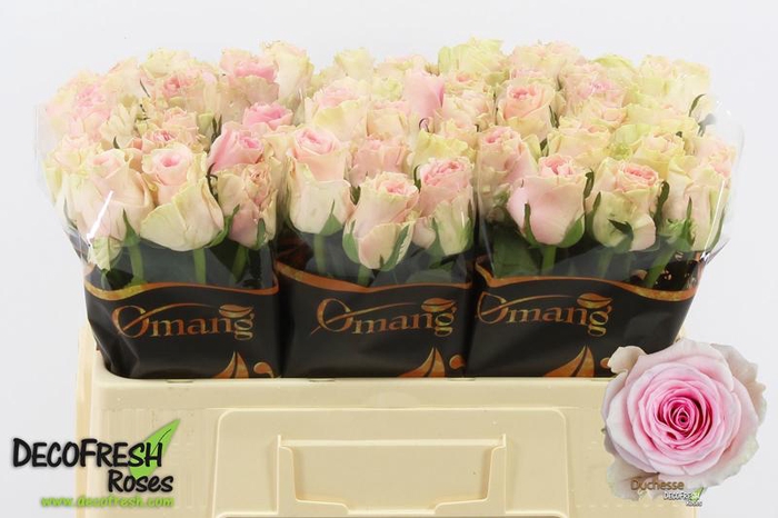 <h4>R Gr Duchesse Omang</h4>