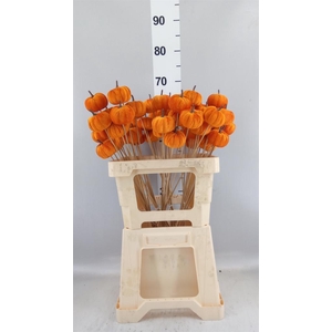 Pumpkin orange