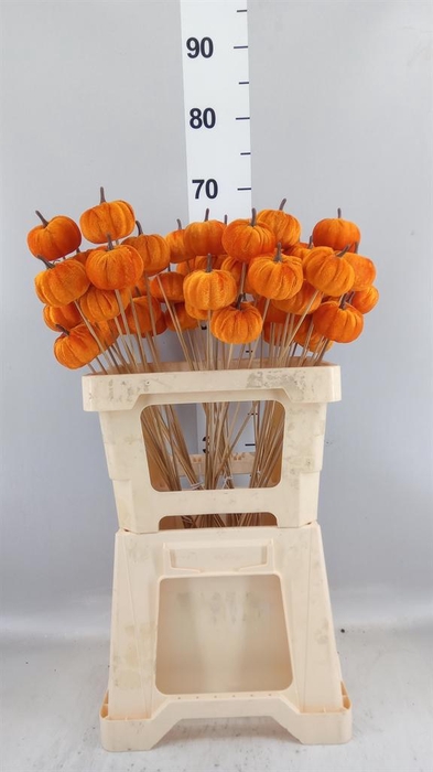 <h4>Pumpkin orange</h4>