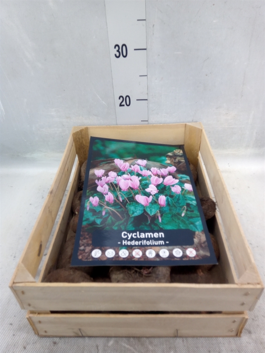 <h4>Flowerbulbs, corns or tubers   ...</h4>