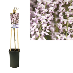 Wisteria floribunda 'Rosea' +light label