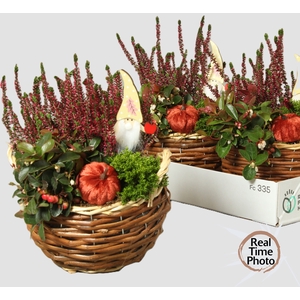 ARR TUINPLANTEN