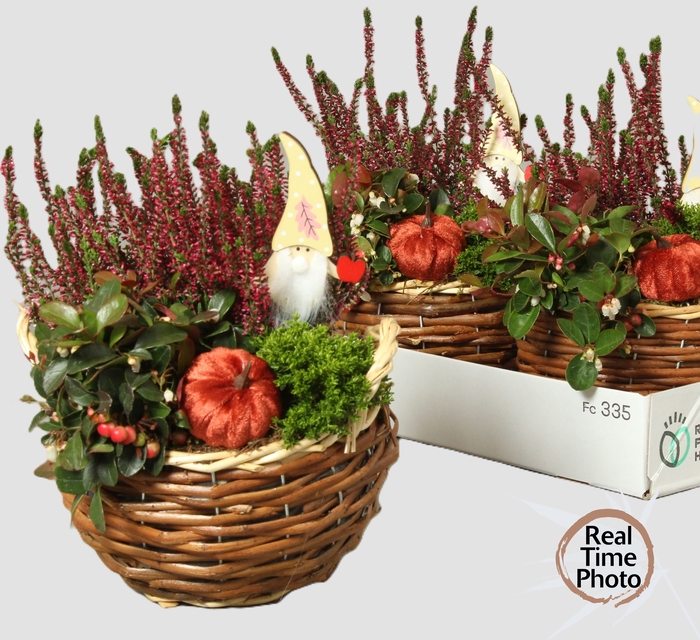 <h4>ARR TUINPLANTEN</h4>