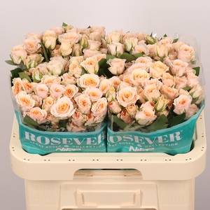 R TR BRIDAL ROSEVER