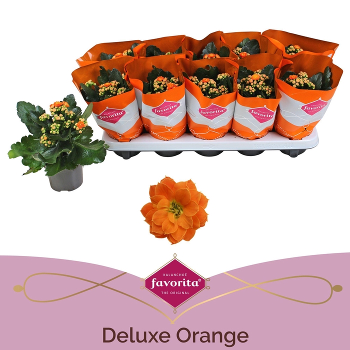 <h4>Kalanchoe Double Deluxe Orange Stadium 1</h4>
