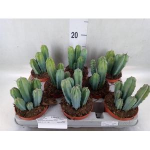 Cereus   ...