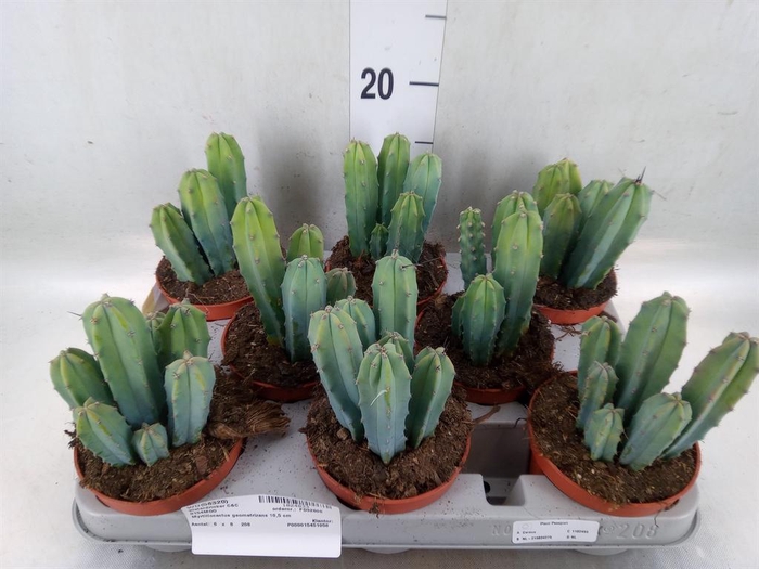 <h4>Cereus   ...</h4>