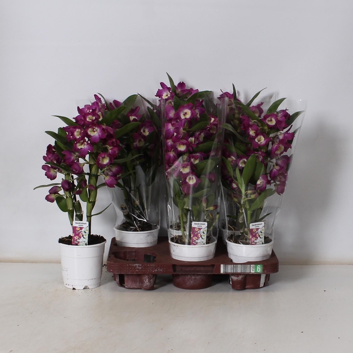 <h4>DEND NOBILE</h4>