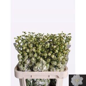 <h4>DELPH DU CENTU WHITE</h4>