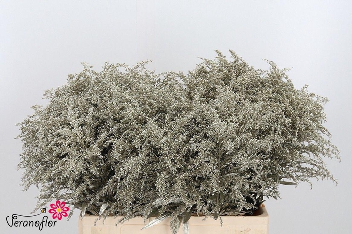 <h4>SOLI OV KLB H%</h4>