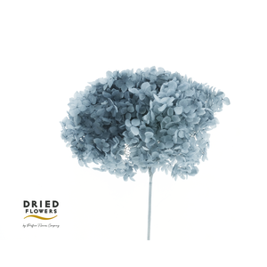 Dried Bleached Hydrangea Anna Grey