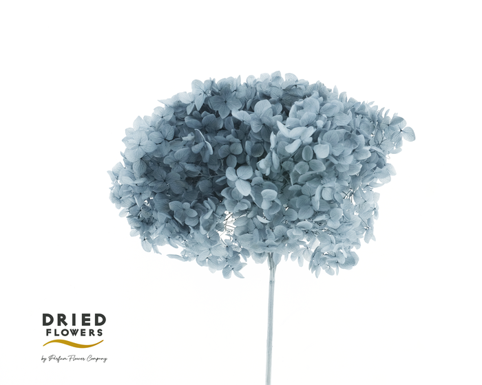 <h4>Dried Bleached Hydrangea Anna Grey</h4>