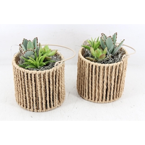 arr2 JS - Succu. Windlichtje bruin x6