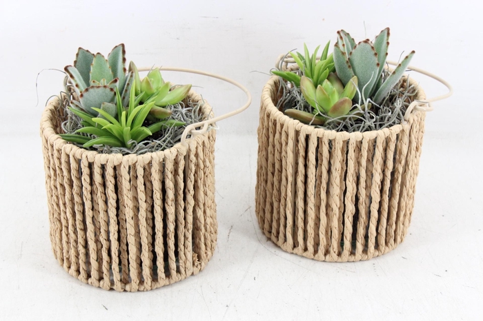 <h4>arr2 JS - Succu. Windlichtje bruin x6</h4>