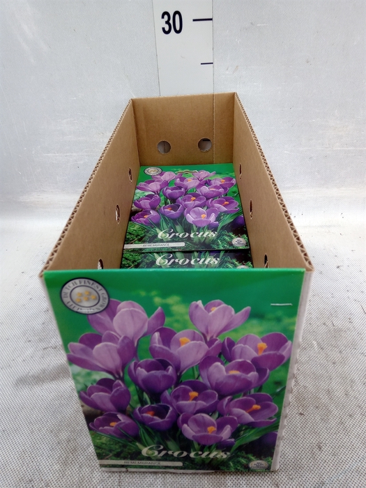 <h4>Crocus   ...flowerbulbs</h4>