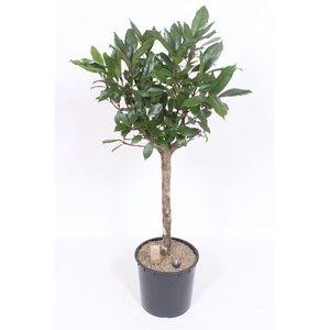 Ficus cyathistipula
