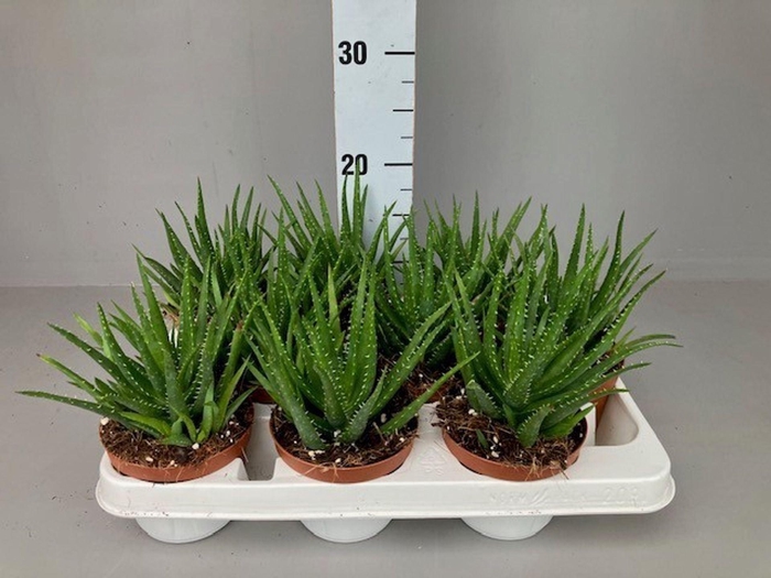 <h4>Aloe</h4>