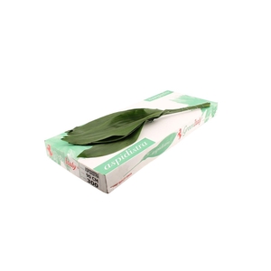 Aspidistra 90 Green Invest