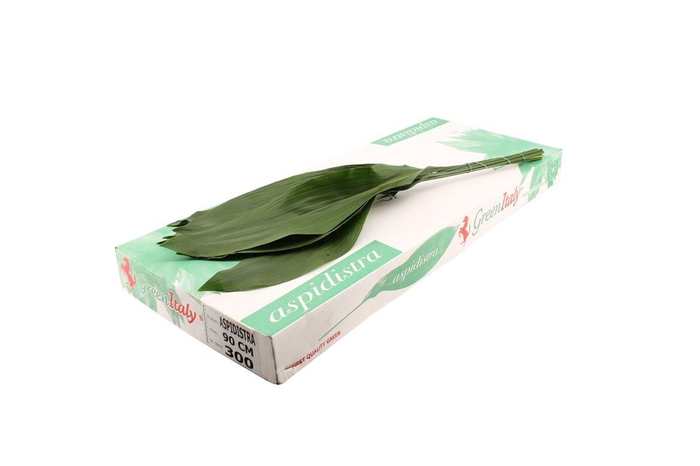 <h4>Aspidistra 90 Green Invest</h4>