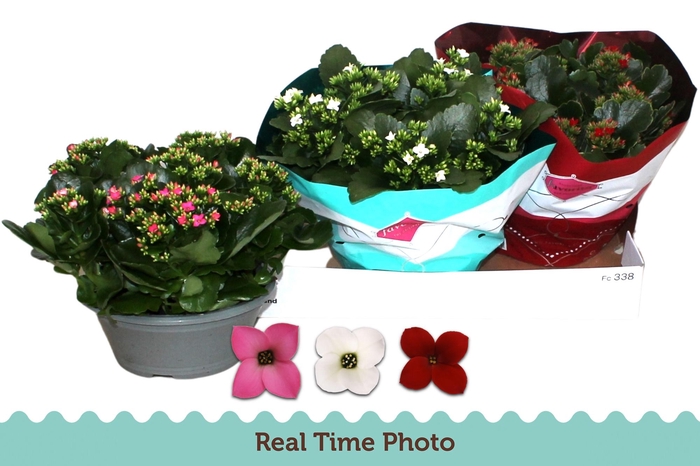 <h4>KAL EN GEM 3 KL</h4>