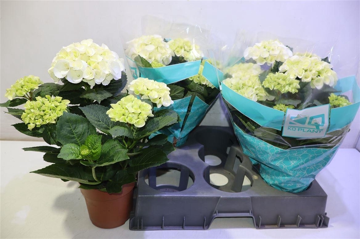 <h4>arr8 Hydr M Hi Ice</h4>