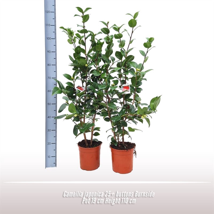 <h4>Camellia japonica struik</h4>