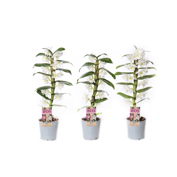 <h4>Dendrobium Nobilé, Apollon 1-tak kort</h4>