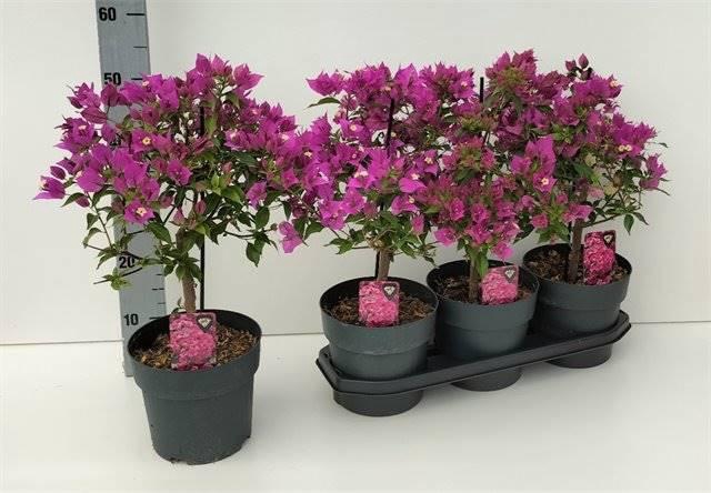 <h4>Bougainvillea Alexandra</h4>