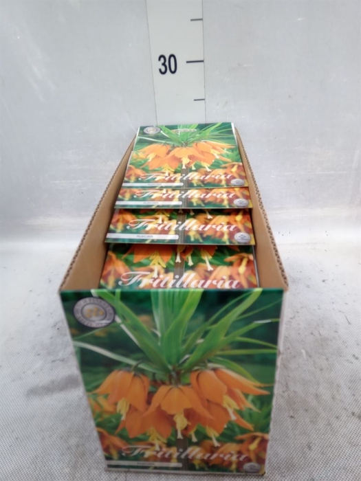 <h4>Fritillaria  ...flowerbulbs</h4>