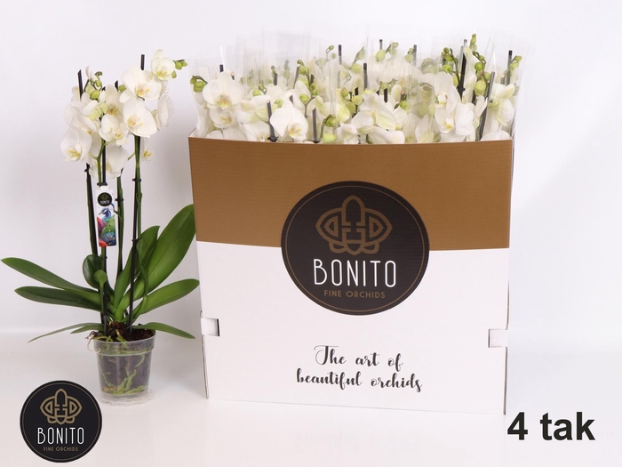 <h4>PHAL AN NOTTINGHAM</h4>