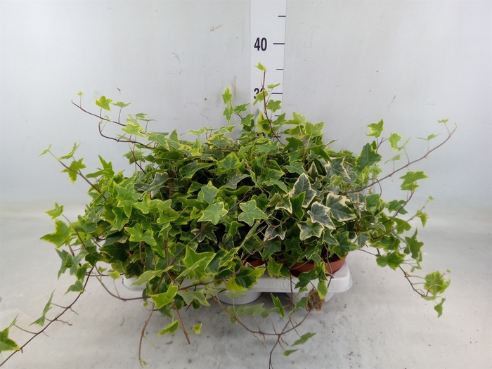 <h4>Hedera helix 'Goldchild'</h4>