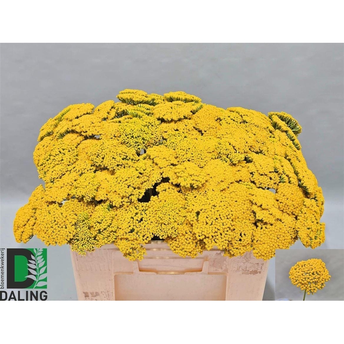 <h4>Achillea F Park Variety</h4>