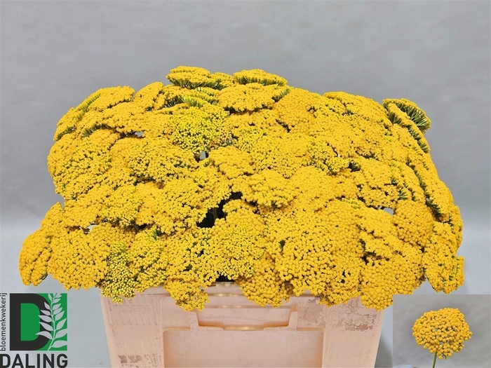 Achillea F Park Variety