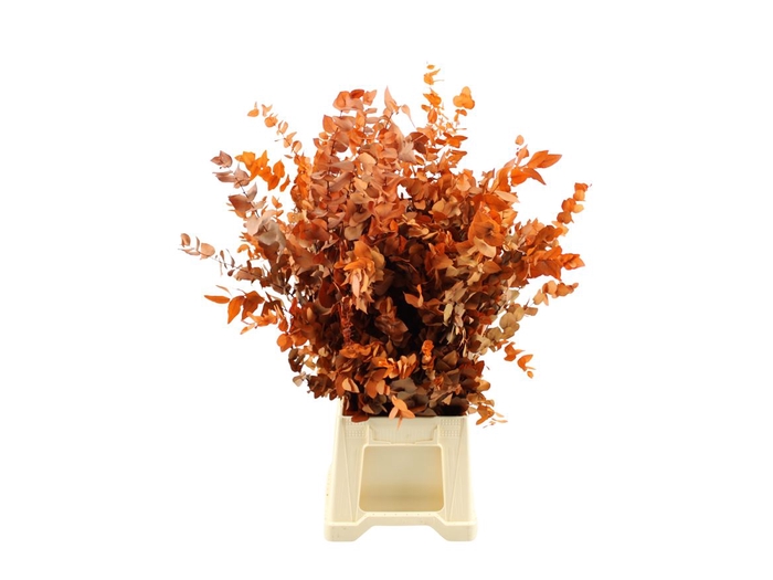 <h4>Gestabiliseerd Euca Stuartiana Oranje</h4>