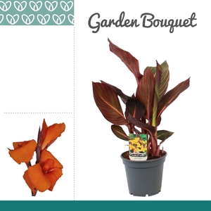 Canna Durban Zonder Bloem