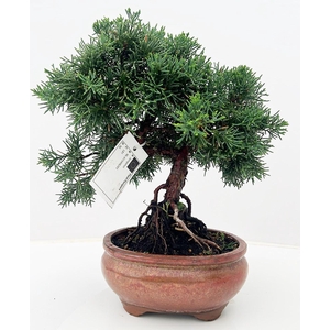 Juniperus chinensis, 16 cm