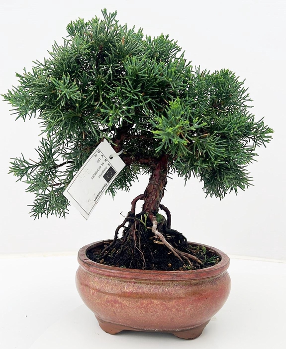 <h4>Juniperus chinensis, 16 cm</h4>